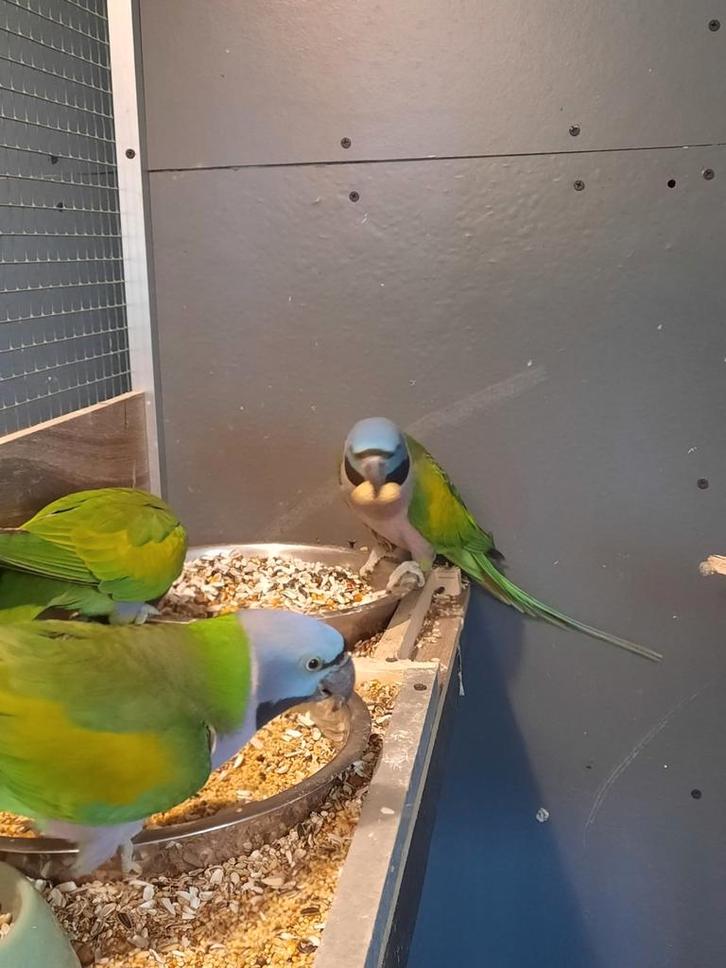 2-2 Derbyan parkieten kolonie verband, Dieren en Toebehoren, Vogels | Parkieten en Papegaaien, Parkiet, Meerdere dieren