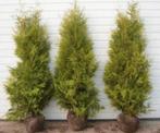 Coniferen ‼️ AANBIEDING ‼️, Ophalen of Verzenden, Volle zon, Overige soorten, 100 tot 250 cm