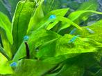 Blue jelly garnalen, Dieren en Toebehoren, Vissen | Aquariumvissen
