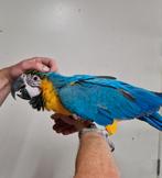 Super tamme ara, Dieren en Toebehoren, Vogels | Parkieten en Papegaaien, Vrouwelijk, Papegaai, Geringd
