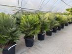 Chamaerops humilis 'Vulcano' palmboom / palmbomen te koop!!, Ophalen of Verzenden, Minder dan 100 cm, Zomer, Palmboom