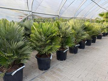 Chamaerops humilis 'Vulcano' palmboom / palmbomen te koop!! beschikbaar voor biedingen