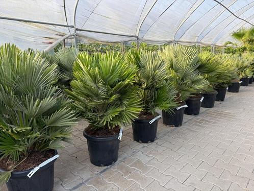 Chamaerops humilis 'Vulcano' palmboom / palmbomen te koop!!, Tuin en Terras, Planten | Bomen, Palmboom, Minder dan 100 cm, Volle zon