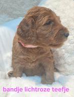 Medium australian doodle pups te koop curley en wafey, Dieren en Toebehoren, Honden | Niet-rashonden, CDV (hondenziekte), 8 tot 15 weken