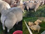 Dekrammen kruising boeren Texelaar/Engels Texelaar, Dieren en Toebehoren, Mannelijk, Schaap, 0 tot 2 jaar