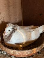 Hoogvliegers, Dieren en Toebehoren, Vogels | Duiven, Tuimelaar of Roller