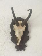 Edelhert gewei voor maar 25 euro ophalen, Ophalen of Verzenden, Gewei of Kop