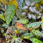 Tropische Begonia's, terrariumplanten uit eigen kwekerij, Dieren en Toebehoren, Amfibie, 0 tot 2 jaar