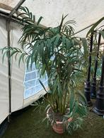 Grote Kunstpalmen - 2 stuks, 200cm hoog, Tuin en Terras, Bloeit niet, 100 tot 250 cm, Volledige schaduw, Palmboom
