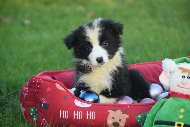 Border collie pups, Dieren en Toebehoren, Honden | Herdershonden en Veedrijvers, Meerdere dieren, Collie, Fokker | Professioneel