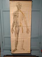 Anatomie poster EHBO, Ophalen, Natuur en Biologie