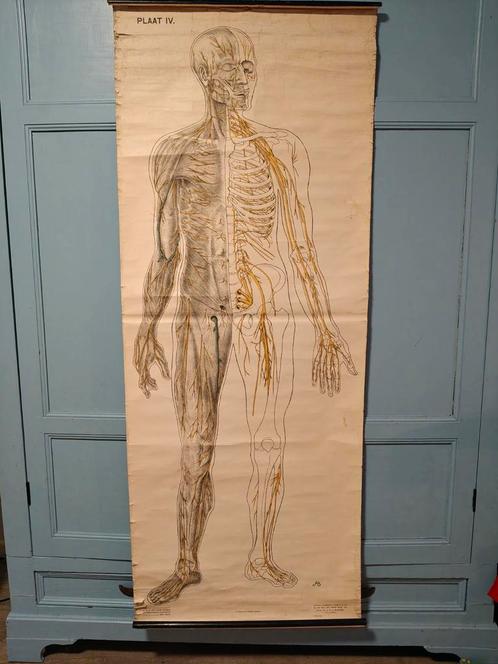 Anatomie poster EHBO, Antiek en Kunst, Antiek | Schoolplaten, Natuur en Biologie, Ophalen