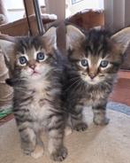 4 hele mooie Maine Coon kittens., Dieren en Toebehoren, Katten en Kittens | Raskatten | Langhaar, Meerdere dieren, Gechipt, 0 tot 2 jaar