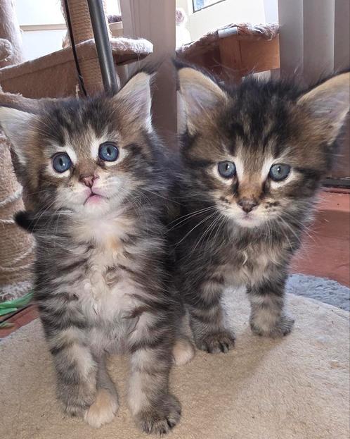 4 hele mooie Maine Coon kittens., Dieren en Toebehoren, Katten en Kittens | Raskatten | Langhaar, Meerdere dieren, 0 tot 2 jaar