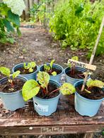 Biologische Snijbiet Regenboog uit eigen moestuin, Tuin en Terras, Planten | Tuinplanten, Ophalen, Groenteplanten, Eenjarig, Halfschaduw