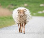 Drentse heideschaap 2 lammeren schaap schapen lammetjes, Dieren en Toebehoren, Schapen, Geiten en Varkens, Vrouwelijk, Schaap