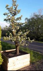 Nostalgische Conference perenboom 25-30 jaar oud, Overige soorten, Lente, 250 tot 400 cm, Ophalen