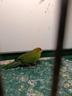 Kakariki, Dieren en Toebehoren, Vogels | Parkieten en Papegaaien, Meerdere dieren, Parkiet