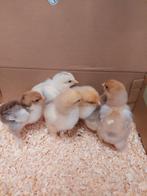 Brahma groot kuikens, Dieren en Toebehoren, Pluimvee, Vrouwelijk, Kip