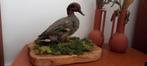 Opgezette Eend Wintertaling Taxidermie Antiek, Ophalen, Zo goed als nieuw, Vogel, Opgezet dier