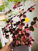 Oxalis crazy plum, Huis en Inrichting, Kamerplanten, Ophalen of Verzenden, Cactus, Minder dan 100 cm