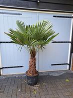 Palmboom trachycarpus fortunei winterhard, Volle zon, Ophalen of Verzenden, Palmboom