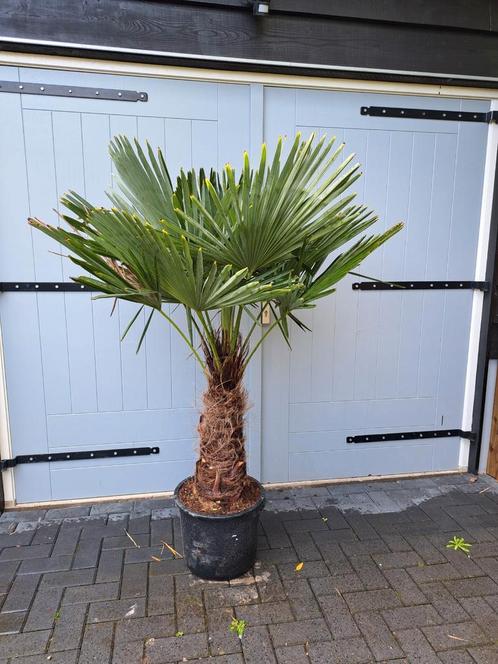 Palmboom trachycarpus fortunei winterhard, Tuin en Terras, Planten | Bomen, Palmboom, Volle zon, Ophalen of Verzenden