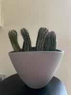 Cactus, Cactus, Ophalen of Verzenden