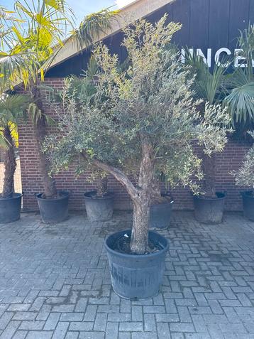 Olijfboom 230cm - Prachtige Boom in Pot beschikbaar voor biedingen