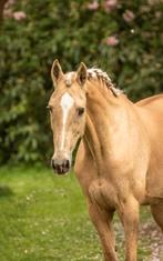 Prachtige palomino merrie & vos ruin, Dieren en Toebehoren, Paarden, Niet van toepassing, 160 tot 165 cm, 11 jaar of ouder, Recreatiepaard