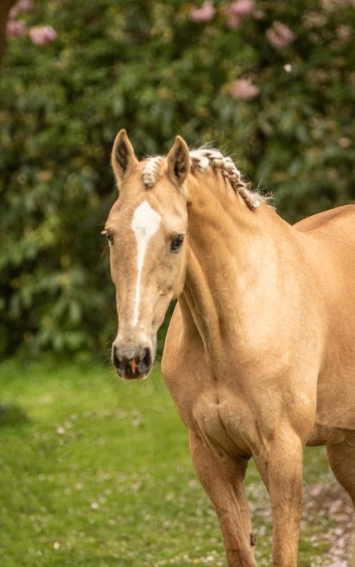 Prachtige palomino merrie & vos ruin, Dieren en Toebehoren, Paarden, Merrie, Niet van toepassing, 160 tot 165 cm, 11 jaar of ouder