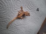 Lw wimpergekko, Dieren en Toebehoren, Hagedis