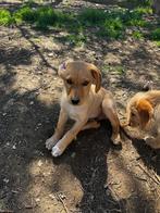Lieve Ruffy op zoek naar een huisje, Dieren en Toebehoren, Honden | Niet-rashonden, Particulier, 8 tot 15 weken, Middel, Buitenland