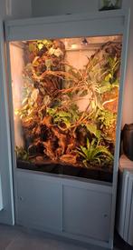 Terrarium met jemen kameleon, Dieren en Toebehoren, 0 tot 2 jaar