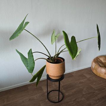 Kamer plant Alocasia zebrina olifantsoor inclusief gele pot beschikbaar voor biedingen