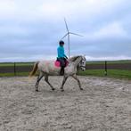 Allround merrie - 9 jaar - kruising lipizzaner x percheron, Dieren en Toebehoren, Paarden, Merrie, Gechipt, 170 tot 175 cm, L