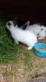 Jonge konijnen te koop, Dieren en Toebehoren, Konijnen, Dwerg, Vrouwelijk, 0 tot 2 jaar