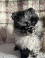 Pomeriaan Puppy Merle Reu, Particulier, Reu, 8 tot 15 weken, Buitenland