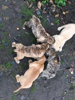 Boerboel pups, Dieren en Toebehoren, Rabiës (hondsdolheid), Overige rassen, 8 tot 15 weken, Meerdere