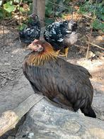 Mooie jonge Leghorn hennen, Dieren en Toebehoren, Pluimvee, Vrouwelijk, Kip