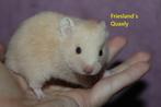 🐹Syrische hamster / goudhamster nestje van hobbyfokker, Dieren en Toebehoren, Knaagdieren, Hamster, Meerdere dieren, Tam, September