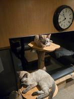 Bengaal kittens snow lynx, Dieren en Toebehoren, Poes