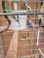 Diverse grasparkieten, koppels en mannen, Dieren en Toebehoren, Vogels | Parkieten en Papegaaien, Meerdere dieren, Parkiet