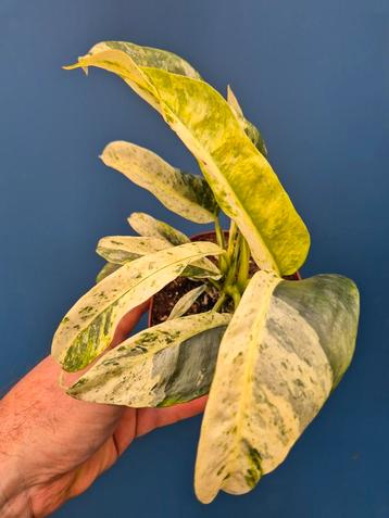 Epipremnum Gigantheum Variegata p12 (6) beschikbaar voor biedingen