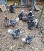 Mottled USA Zijdehoen hennen (niet voor de fok!), Dieren en Toebehoren, Pluimvee, Vrouwelijk, Kip