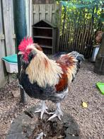Prachtige Creamlegbar x Faverolles haan, Dieren en Toebehoren, Pluimvee, Mannelijk, Kip