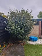 Mooie Bolboom te koop!, Tuin en Terras, Planten | Bomen, Bloeit niet, 100 tot 250 cm, Ophalen, Volle zon