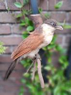 Opgezette vogel (Senegalese spoorkoekoek), Ophalen of Verzenden, Gebruikt, Vogel, Opgezet dier