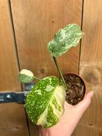 Monstera thai constellation mint variegata cream, Huis en Inrichting, Ophalen of Verzenden, Halfschaduw, Minder dan 100 cm