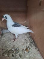 tekoop 2 jongen postduiven, Dieren en Toebehoren, Vogels | Duiven, Meerdere dieren, Postduif